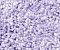 Коврик WasserKraft Wern Wern BM-2523 Lilac напольный, цвет - сиреневый, 90 х 57 см - 2 изображение